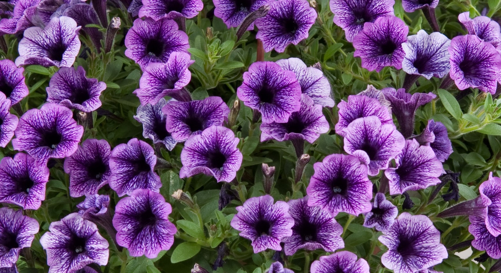 Petunia Littletunia Blue Vein 10.5cm - Stewarts Garden Centre