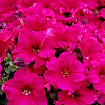 Petunia Neon Rose Jumbo Six Pack