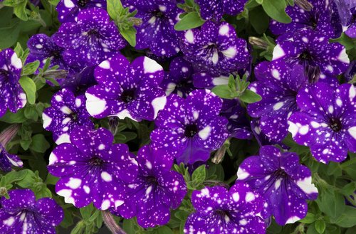 Petunia NightSky Plug