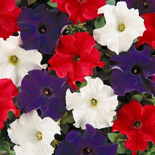 Petunia Patriot Mix Six Pack