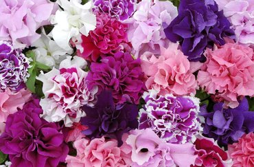 Petunia Pirouette Mixed 20 plug pack