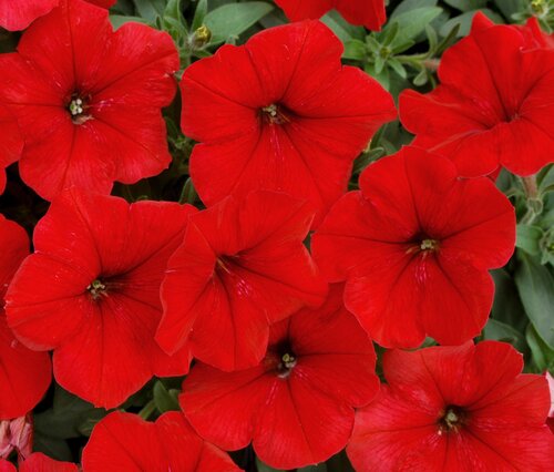 Petunia Red Jumbo Six Pack