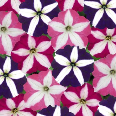 Petunia Star Mix 6 Pack