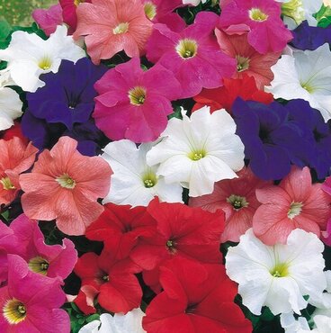 Petunia Trailing Mixed Jumbo Six Pack