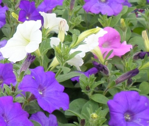 Petunia Trailing Mixed Jumbo Six Pack