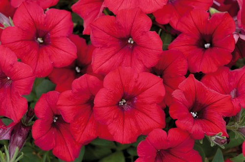 Petunia Trailing Red Jumbo Six Pack