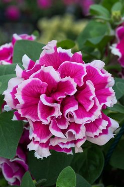 Petunia Tumbelina Anna 10.5cm