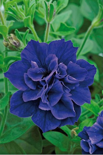 Petunia Tumbelina Belinda Plug