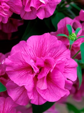 Petunia Tumbelina Candyfloss Plug