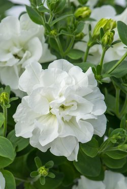 Petunia Tumbelina Diana Plug