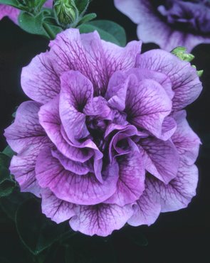 Petunia Tumbelina Pricilla Plug