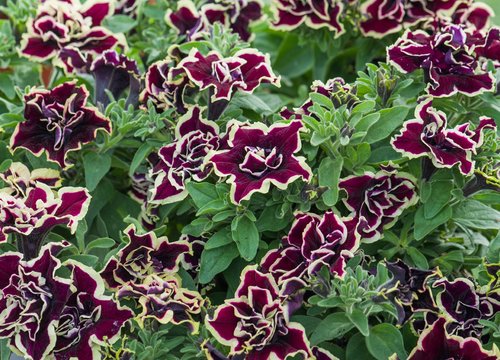 Petunia Tumbelina Superstar Plug