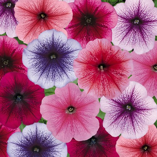 Petunia Vein Mixed Six Pack