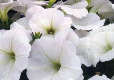 Petunia White Jumbo Six Pack