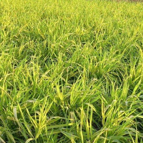 Phalaris Arctic Sun 2 Litre