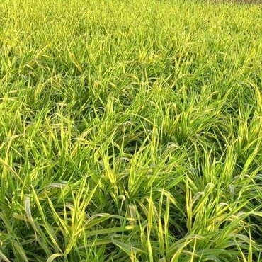 Phalaris Arctic Sun 2 Litre