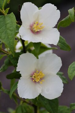 Philadelphus Belle Etoile 3 Litre