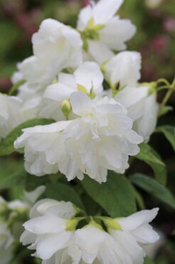 Philadelphus Little White Love 6 Litre