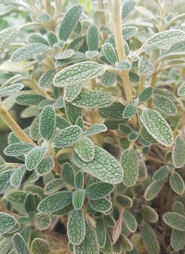 Phlomis Lanata 3 litre