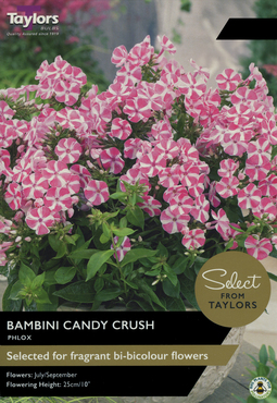 Phlox Bambini Candy Crush