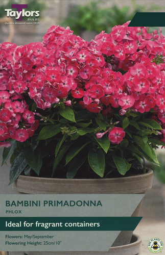 Phlox Bambini Primadonna