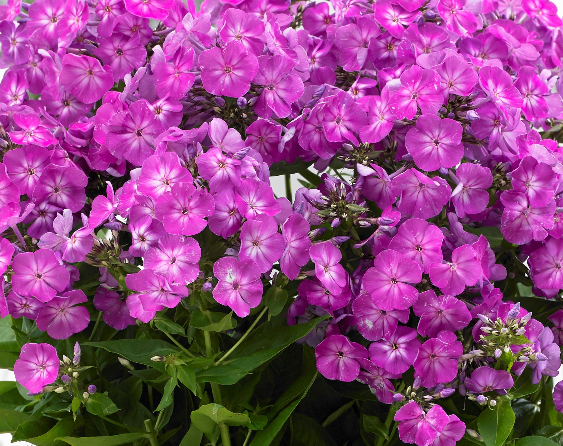 Phlox Famous Purple 2 Litre - Stewarts Garden Centre