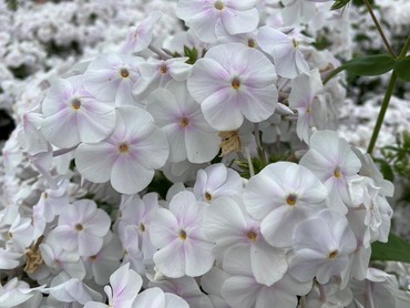 Phlox Fashionably Early Crystal 2 Litre