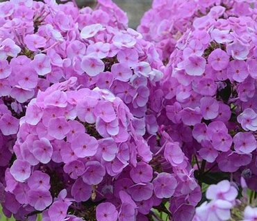 Phlox Fashionably Early Flamingo 3 Litre