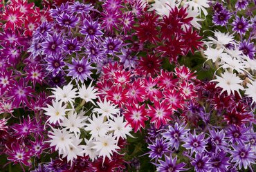 Phlox Popstars Mix Jumbo 6 Pack