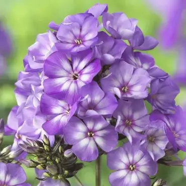 Phlox Sweet Summer Violet White 3 Litre