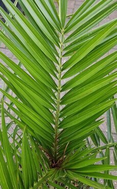 Phoenix Canariensis 7 Litre