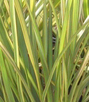 Phormium Apricot Queen 3 Litre