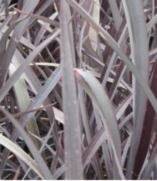 Phormium Black Velvet 3 litre - Stewarts Garden Centre