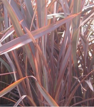 Phormium Bronze Baby 3 Litre