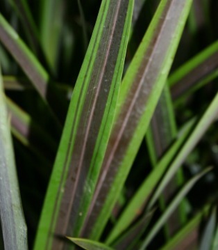 Phormium Chocomint 3 Litre