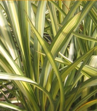 Phormium Cream Delight 3 Litre