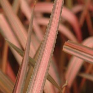 Phormium Evening Glow 3 Litre