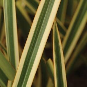 Phormium Gold Ray 3 Litre