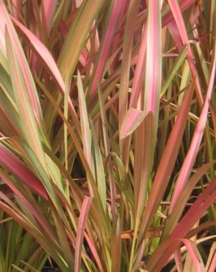 Phormium Jester 3 Litre