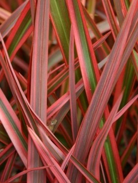 Phormium Joker 3 Litre