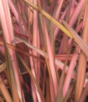 Phormium Pink Panther 3 Litre