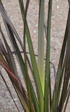 Phormium Platt's Black 3 Litre