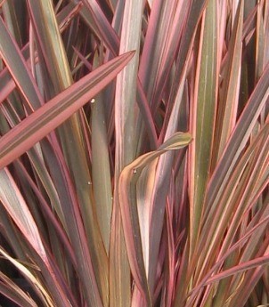 Phormium Rainbow Queen 3 Litre