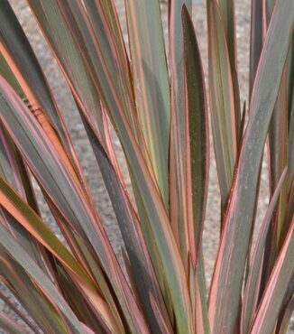 Phormium Sundowner 3 Litre