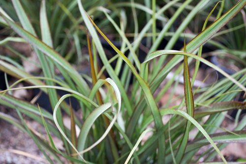 Phormium Surfer 3 Litre