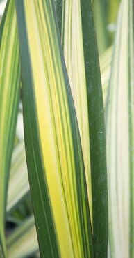 Phormium Yellow Wave 3 Litre