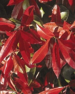 Photinia Fraseri Carre Rouge Cone 30 Litre