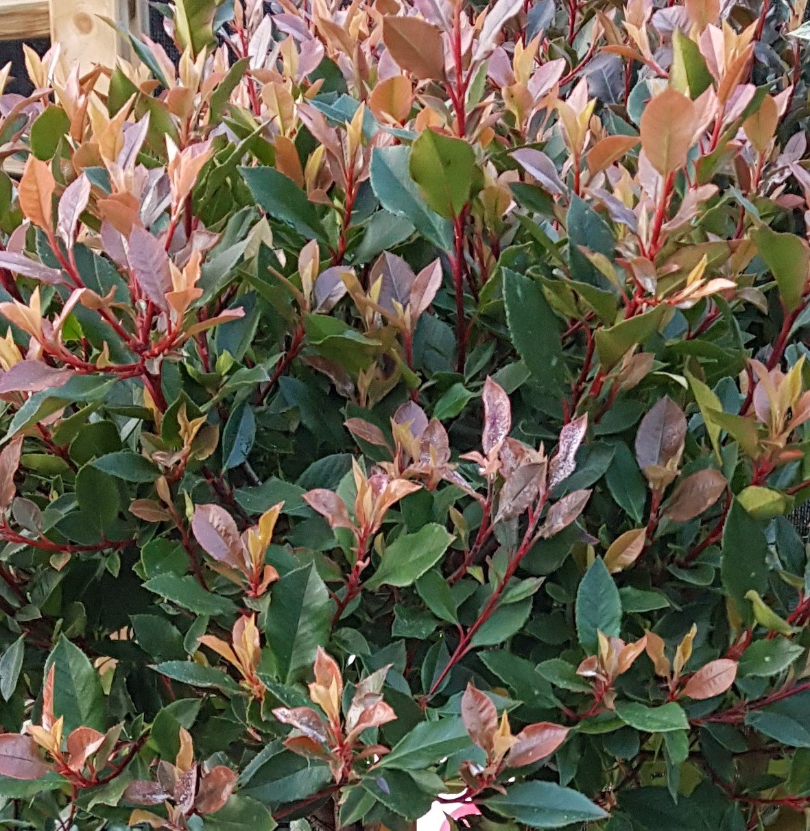 Photinia fraseri Red Ballcoon 2 litre - Stewarts Garden Centre