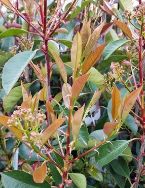 Photinia fraseri 'Red Robin' Trellis 5 Litre