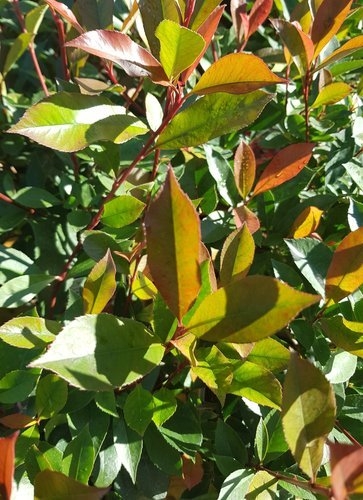 Photinia Little Red Robin 3 Litre - Stewarts Garden Centre